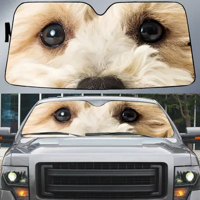 White Mixed Breed Poodle's Eyes Beautiful Dog Eyes Car Sun Shade Cover Auto Windshield